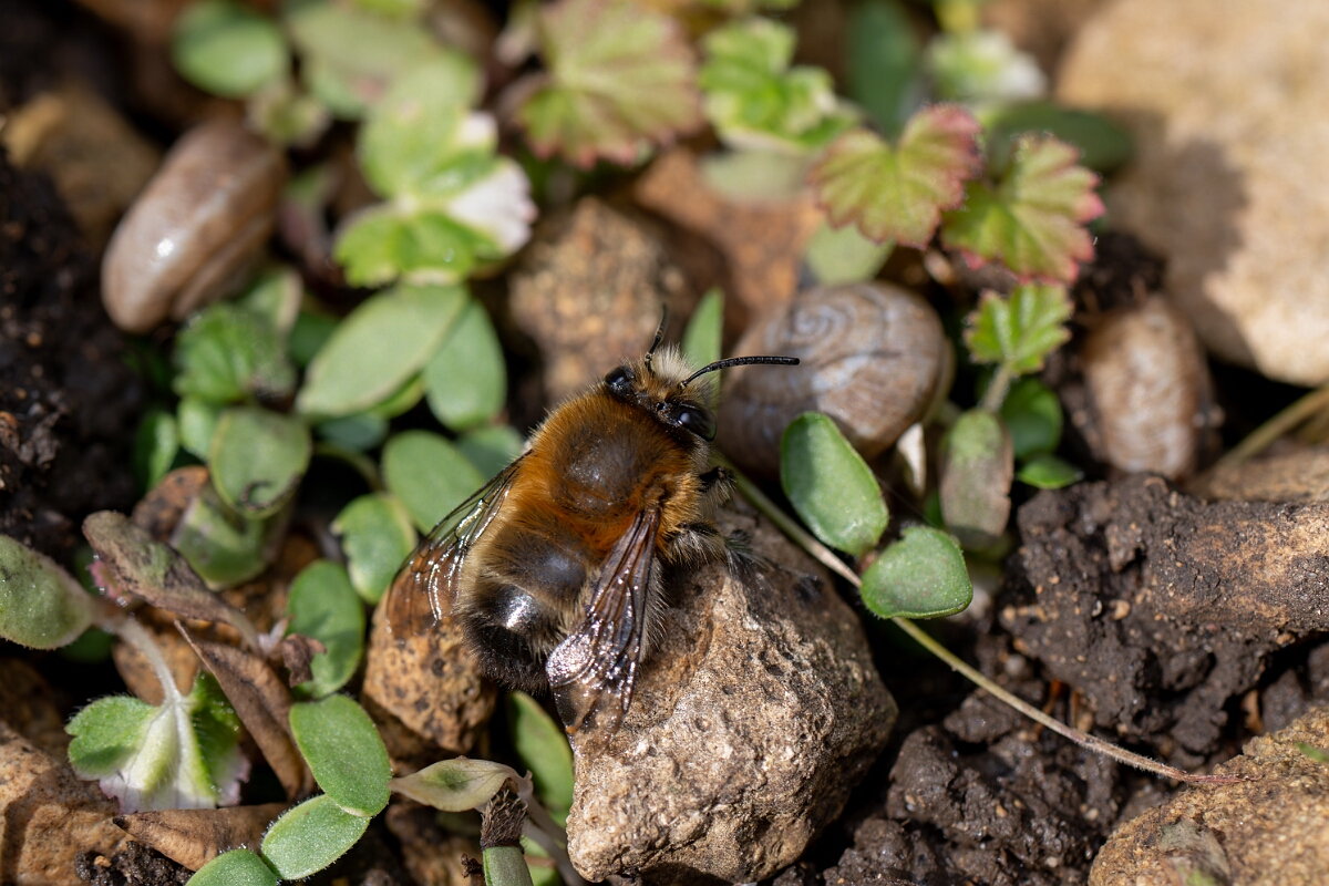 David Plant Photography - Wildlife Photography - Hairy-footed flower bee, Anthophora plumipes - G.jpg - Hairy-footed flower bee, Anthophora plumipes, male - Cotswolds