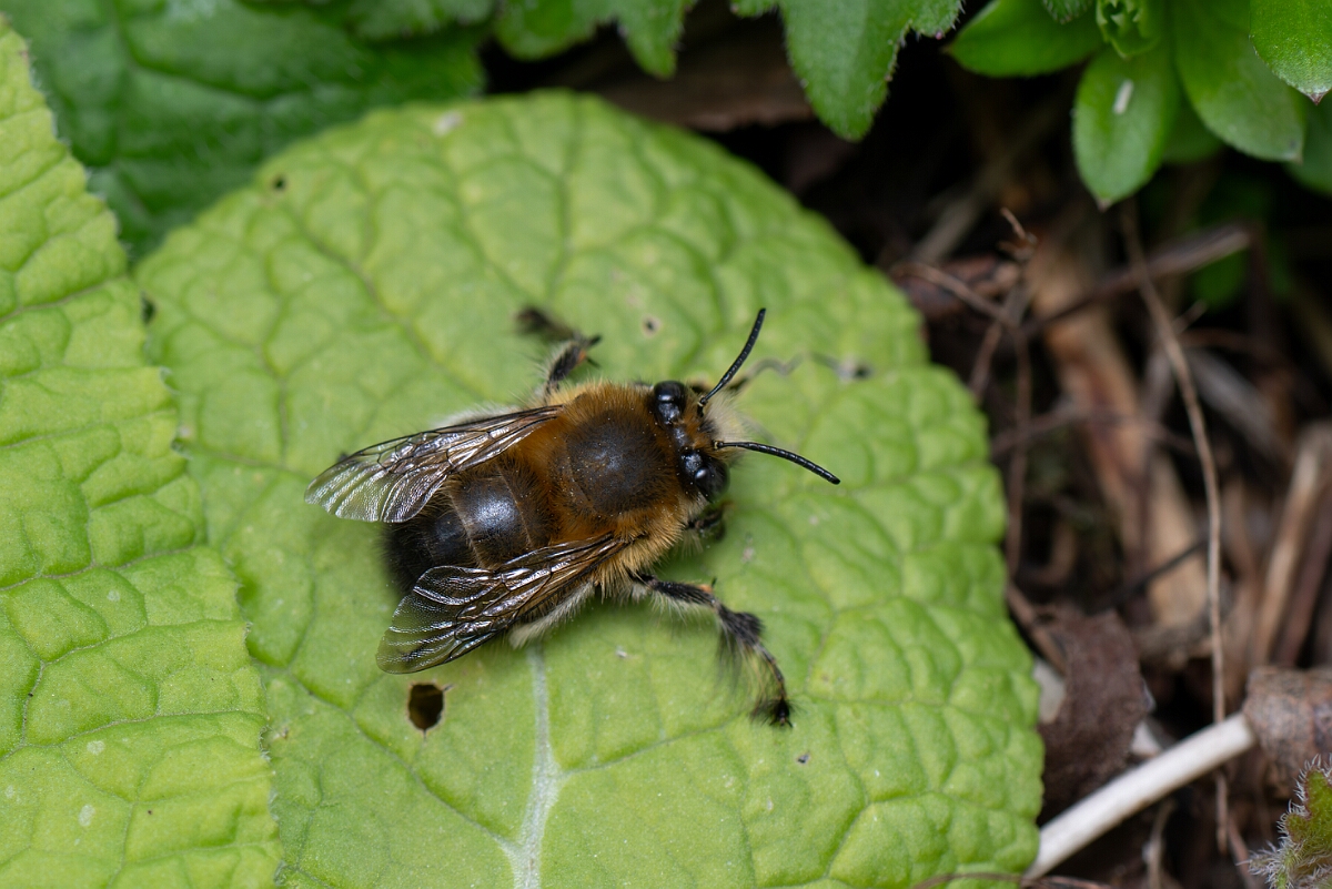 David Plant Photography - Wildlife Photography - Hairy-footed flower bee, Anthophora plumipes - H.jpg - Hairy-footed flower bee, Anthophora plumipes, male - Cotswolds