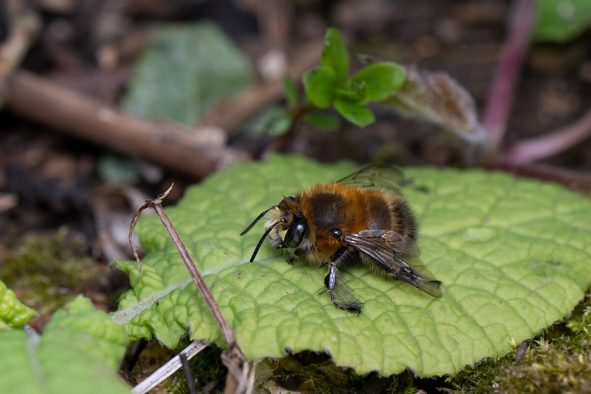 David Plant Photography - Wildlife Photography - Hairy-footed flower bee, Anthophora plumipes - I.jpg - Hairy-footed flower bee, Anthophora plumipes, male - Cotswolds