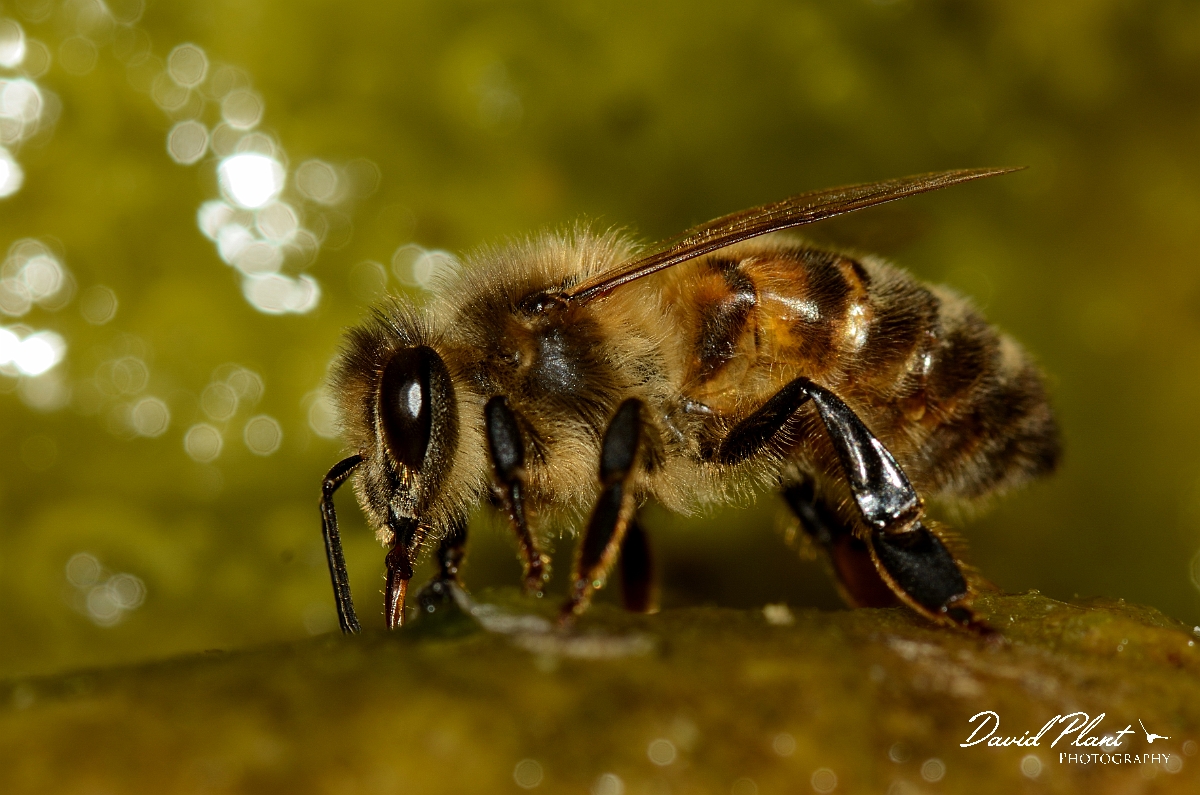 David Plant Photography - Wildlife Photography - Honey bee - C.jpg - European honey bee, Apis mellifera, drinking - Cotswolds