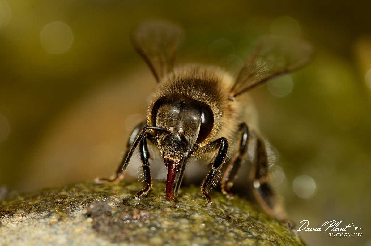 David Plant Photography - Wildlife Photography - Honey bee - D.jpg - European honey bee, Apis mellifera, drinking - Cotswolds