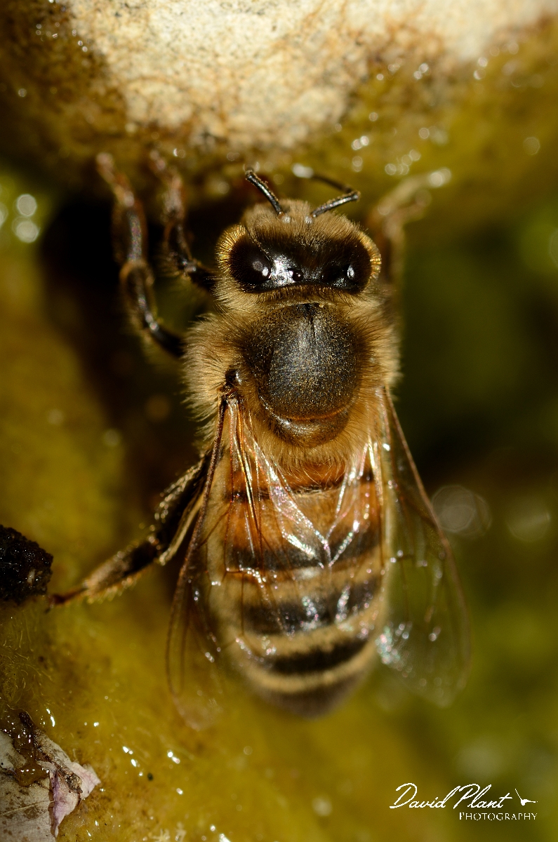 David Plant Photography - Wildlife Photography - Honey bee - E.jpg - European honey bee, Apis mellifera - Cotswolds