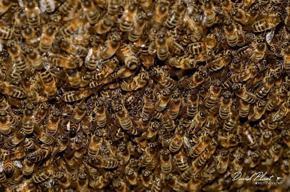 David Plant Photography - Wildlife Photography - Honey bee - F.jpg - European honey bee, Apis mellifera, colony - Warwickshire