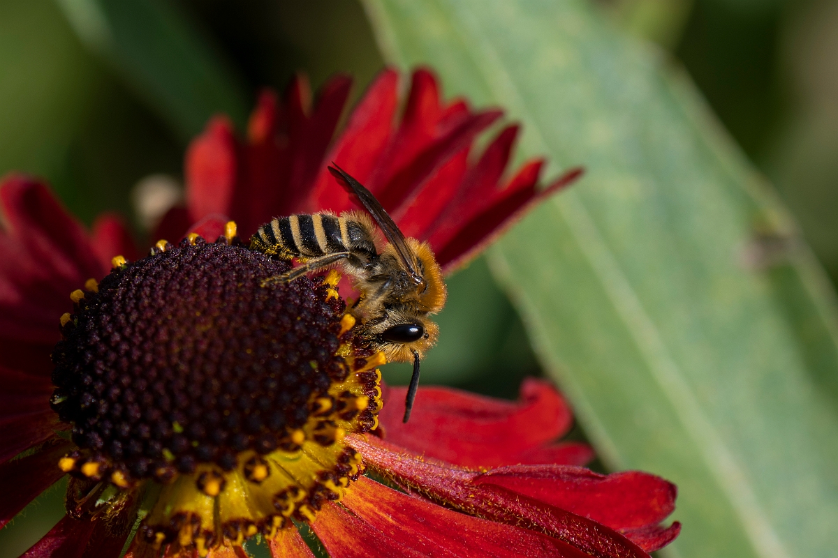 David Plant Photography - Wildlife Photography - Ivy bee, Colletes hederae - A.JPG - Ivy bee, Colletes hederae - Cotswolds