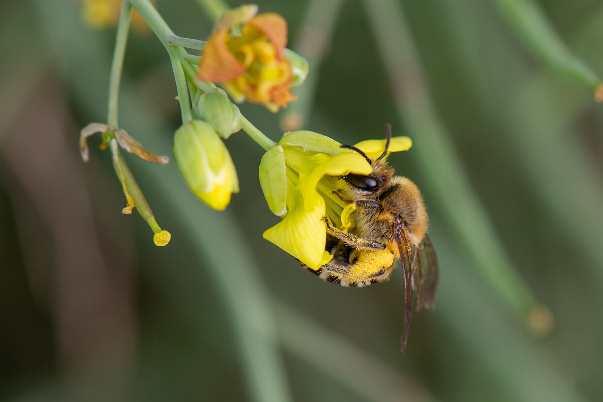 David Plant Photography - Wildlife Photography - Ivy bee, Colletes hederae - D.jpg - Ivy bee, Colletes hederae - Kent