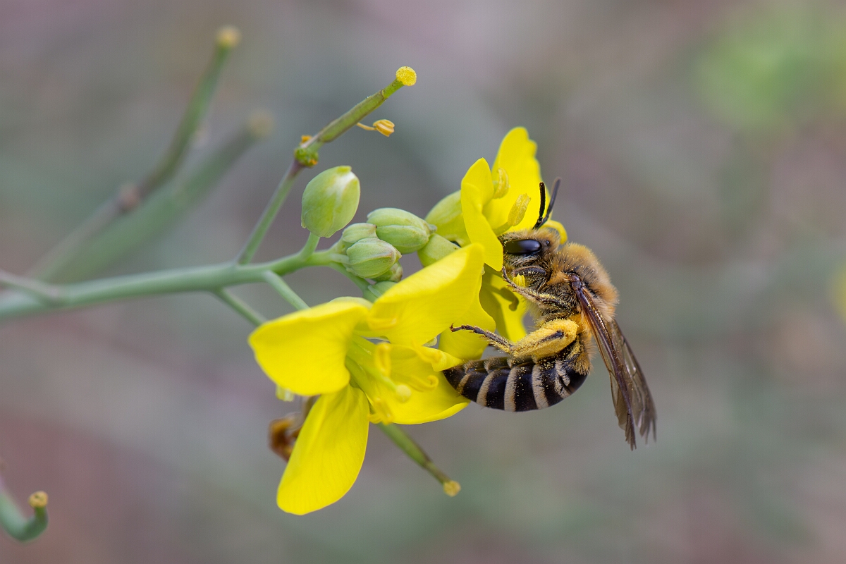 David Plant Photography - Wildlife Photography - Ivy bee, Colletes hederae - E.jpg - Ivy bee, Colletes hederae - Kent