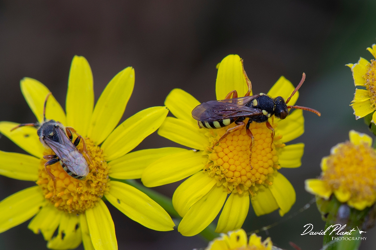 David Plant Photography - Wildlife Photography - Painted nomad bee, Nomada fucata - B.jpg - Painted nomad bee, Nomada fucata - Kent