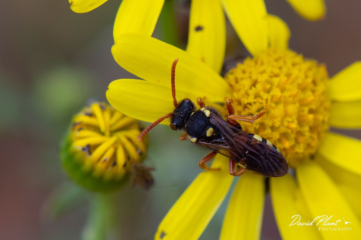 David Plant Photography - Wildlife Photography - Painted nomad bee, Nomada fucata - C.jpg - Painted nomad bee, Nomada fucata - Kent