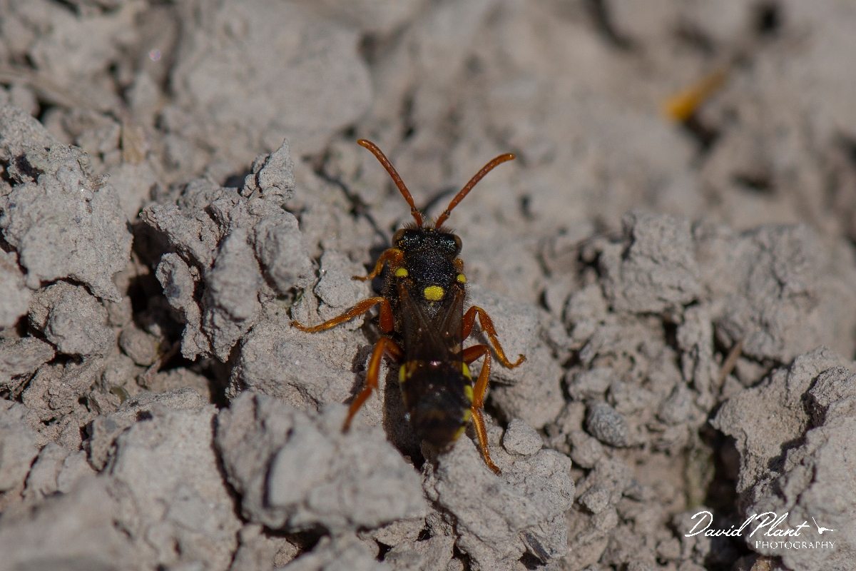 David Plant Photography - Wildlife Photography - Painted nomad bee, Nomada fucata - D.JPG - Painted nomad bee, Nomada fucata - Dorset