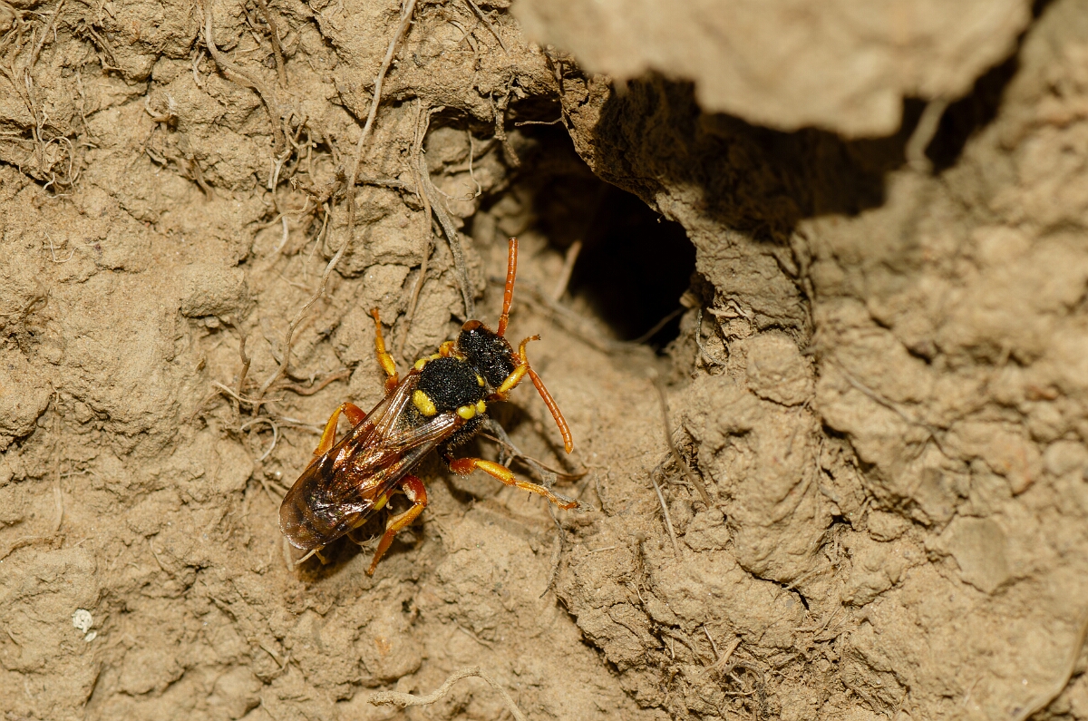 David Plant Photography - Wildlife Photography - Painted nomad bee, Nomada fucata - F.jpg - Painted nomad bee, Nomada fucata - Warwickshire