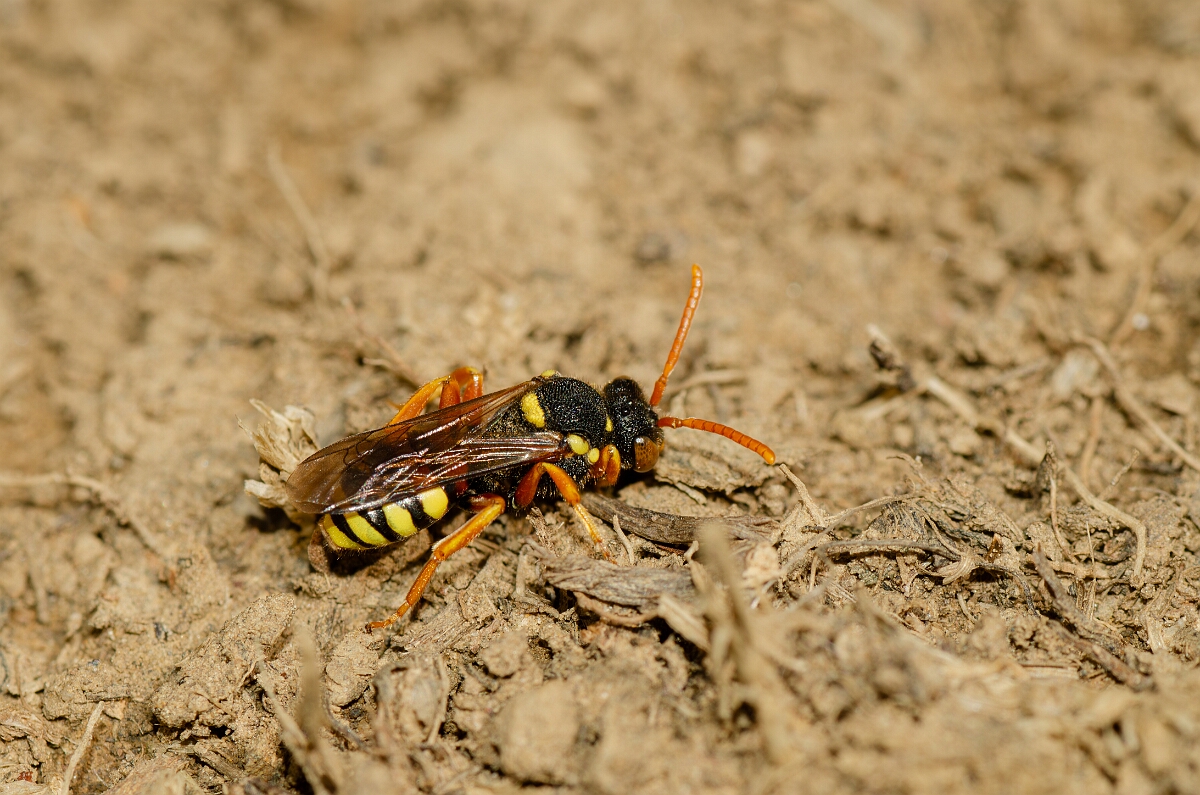 David Plant Photography - Wildlife Photography - Painted nomad bee, Nomada fucata - H.jpg - Painted nomad bee, Nomada fucata - Warwickshire