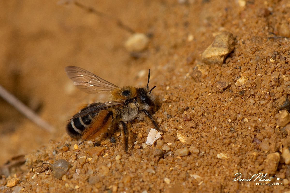 David Plant Photography - Wildlife Photography - Pantaloon bee, Dasypoda hirtipes - C.jpg - Pantaloon bee, Dasypoda hirtipes - Kent