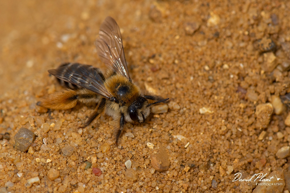 David Plant Photography - Wildlife Photography - Pantaloon bee, Dasypoda hirtipes - D.jpg - Pantaloon bee, Dasypoda hirtipes - Kent