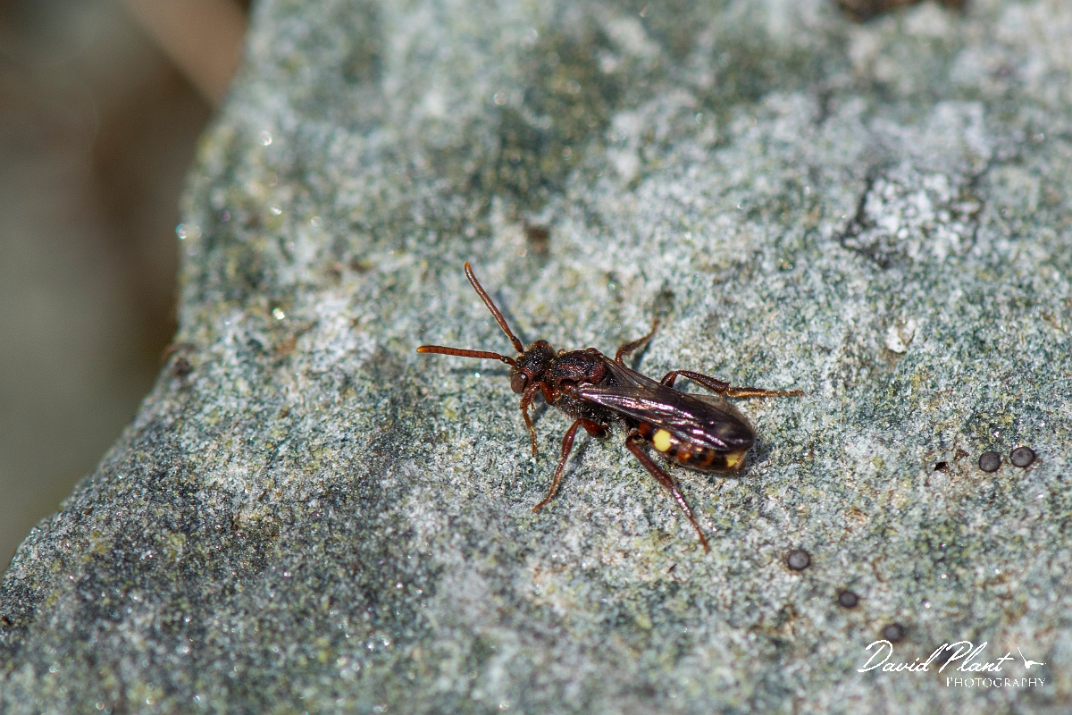 David Plant Photography - Wildlife Photography - Panzer's nomad bee, Nomada panzeri - A.JPG - Panzer's nomad bee, Nomada panzeri - Perthshire