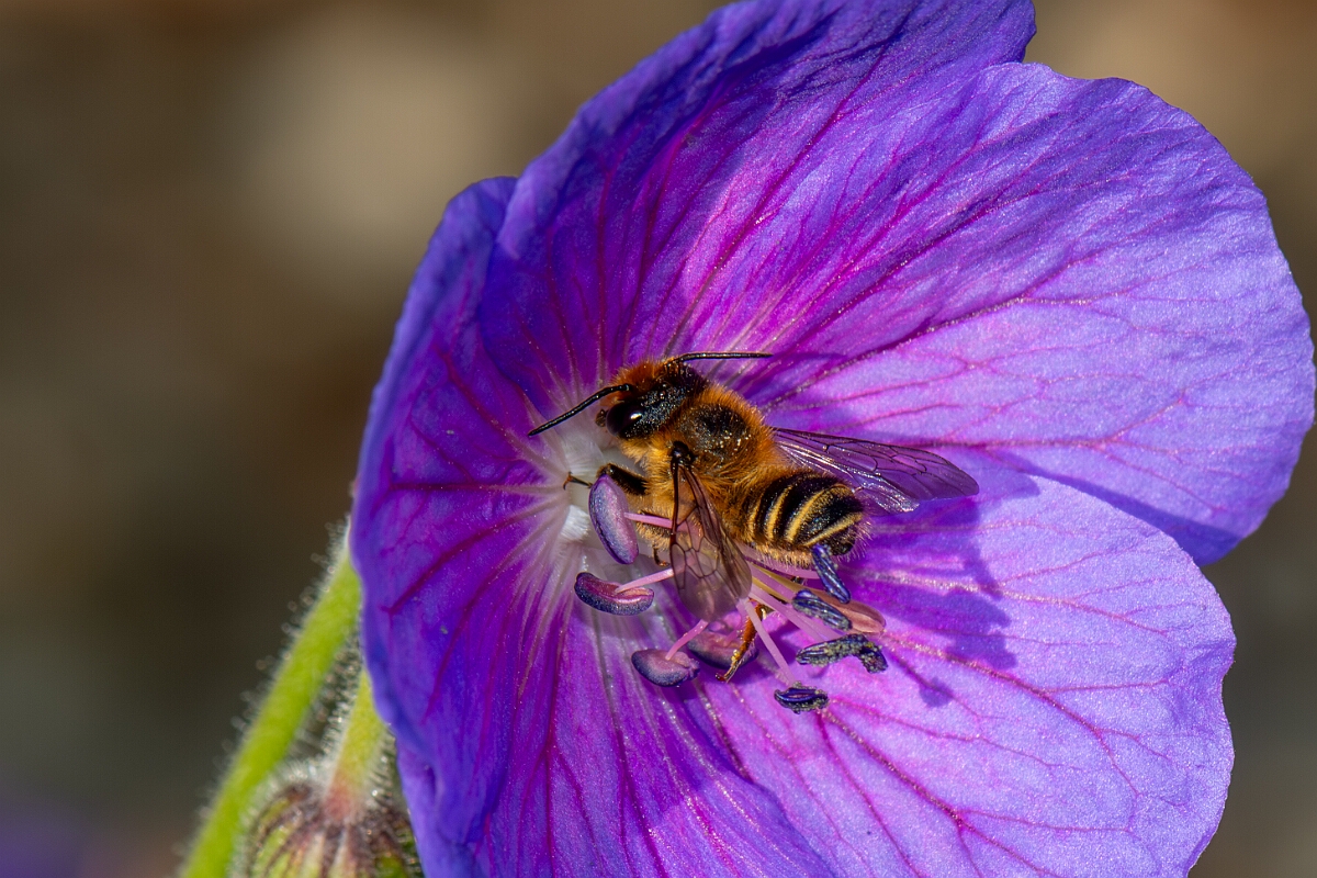 David Plant Photography - Wildlife Photography - Patchwork leafcutter bee, Megachile centuncularis - D.jpg - Patchwork leafcutter bee, Megachile centuncularis - Cotswolds