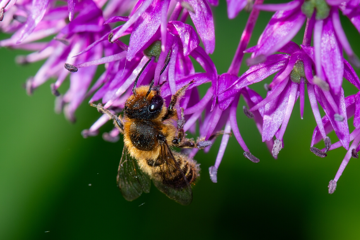 David Plant Photography - Wildlife Photography - Patchwork leafcutter bee, Megachile centuncularis - E.jpg - Patchwork leafcutter bee, Megachile centuncularis - Cotswolds