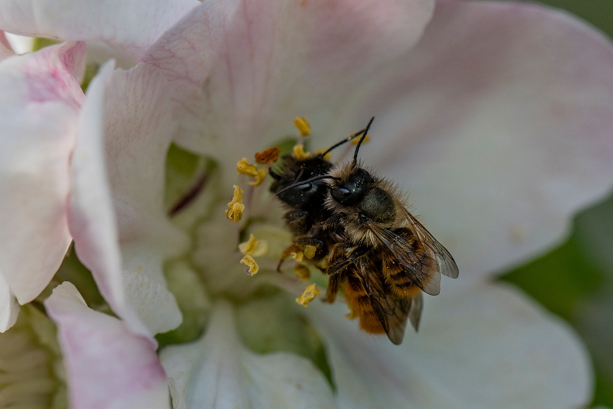 David Plant Photography - Wildlife Photography - Red mason bee, Osmia bicornis - E.JPG - Red mason-bee, Osmia bicornis, mating pair - Cotswolds