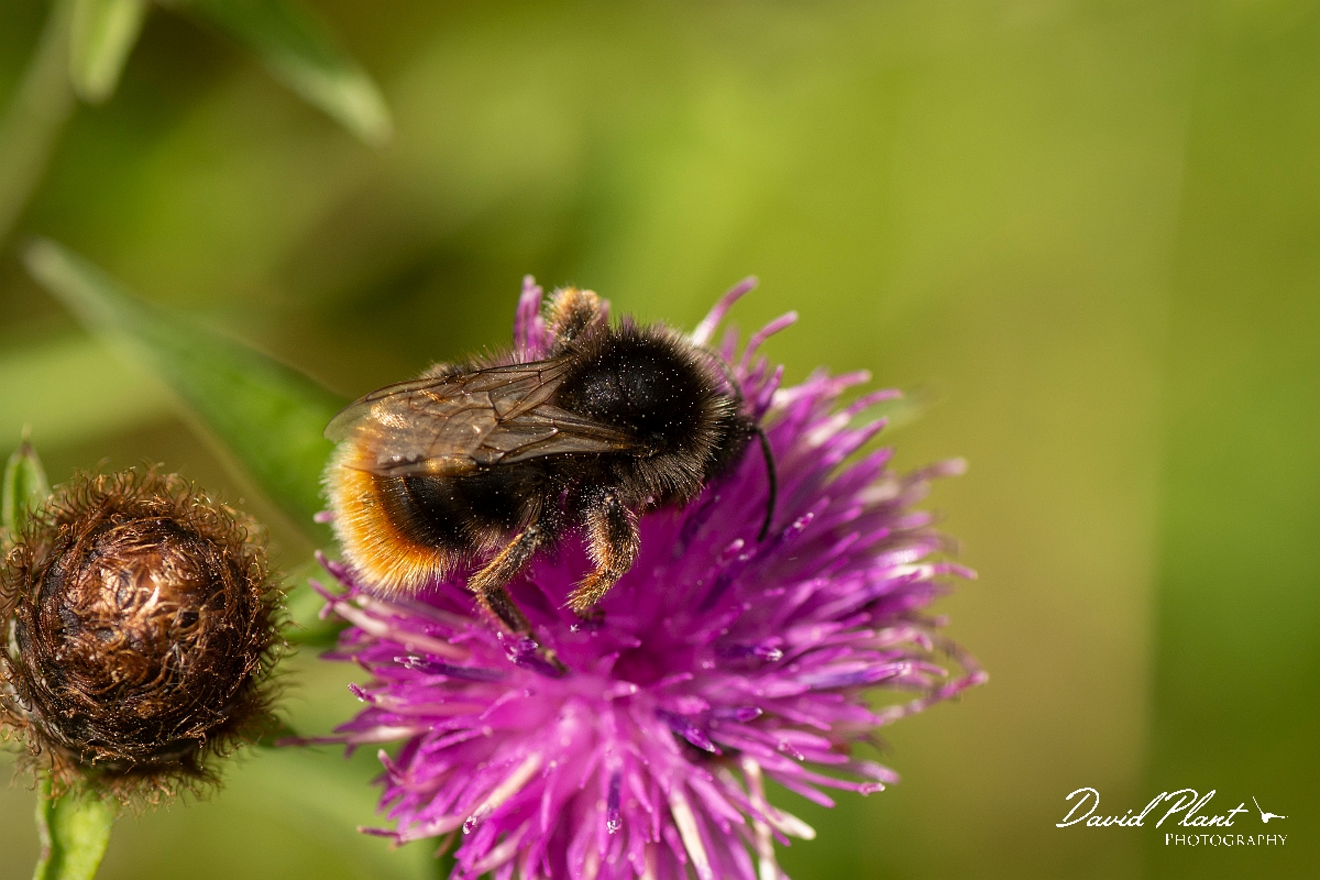 David Plant Photography - Wildlife Photography - Red-shanked bumblebee, Bombus ruderarius - A.jpg - Red shanked bumblebee, Bombus ruderarius - Cotswolds