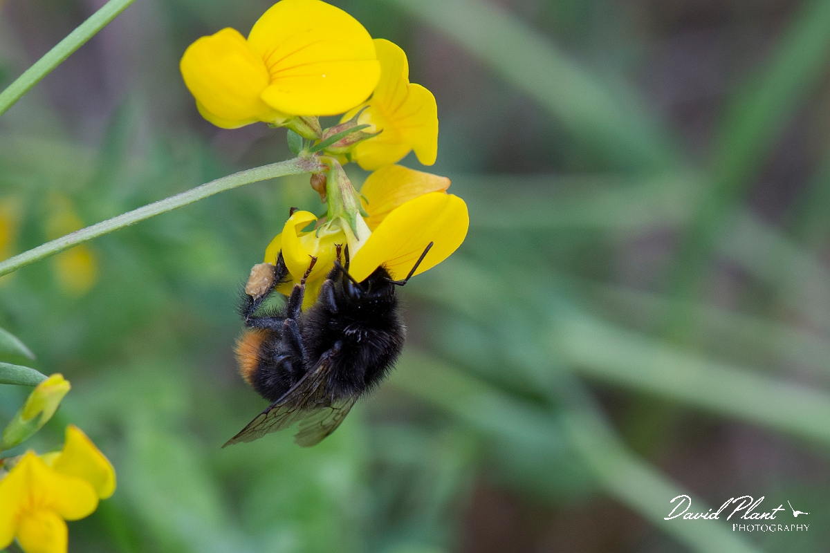 David Plant Photography - Wildlife Photography - Red-tailed bumblebee, Bombus lapidarius - C.jpg - Red-tailed bumblebee, Bombus lapidarius - Kent