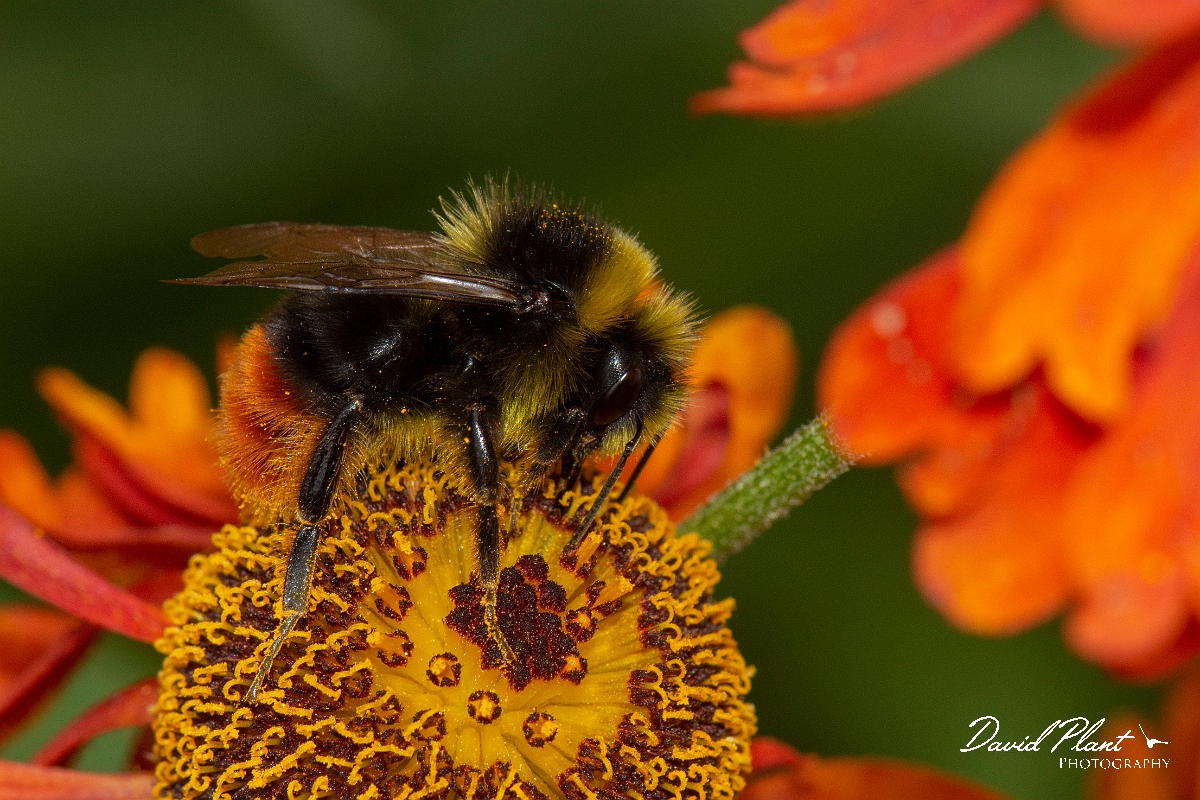 David Plant Photography - Wildlife Photography - Red-tailed bumblebee, Bombus lapidarius - D.jpg - Red-tailed bumblebee, Bombus lapidarius - Cotswolds