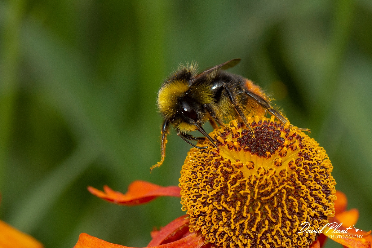 David Plant Photography - Wildlife Photography - Red-tailed bumblebee, Bombus lapidarius - E.jpg - Red-tailed bumblebee, Bombus lapidarius - Cotswolds