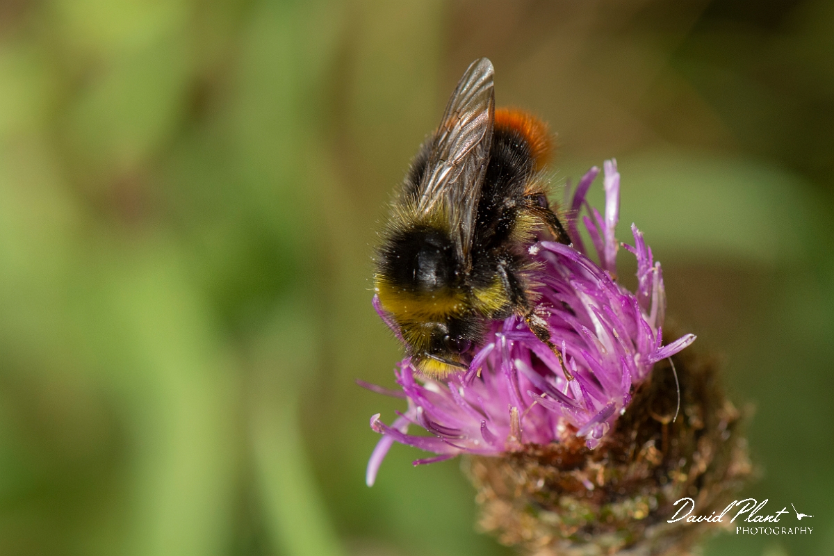 David Plant Photography - Wildlife Photography - Red-tailed bumblebee, Bombus lapidarius - F.jpg - Red-tailed bumblebee, Bombus lapidarius - Cotswolds