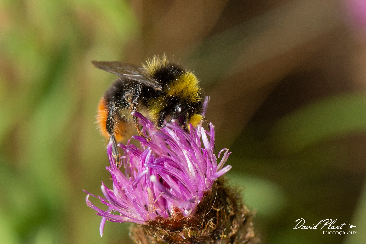 David Plant Photography - Wildlife Photography - Red-tailed bumblebee, Bombus lapidarius - G.jpg - Red-tailed bumblebee, Bombus lapidarius - Cotswolds