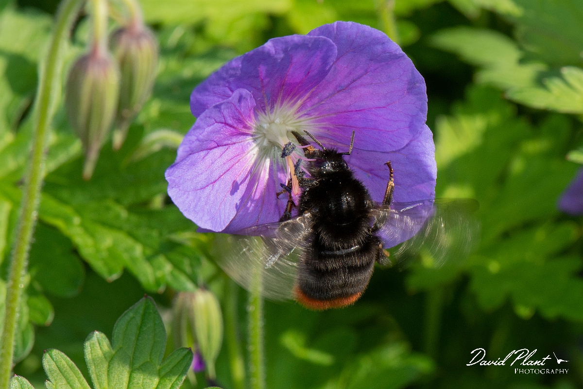 David Plant Photography - Wildlife Photography - Red-tailed bumblebee, Bombus lapidarius - I.jpg - Red-tailed bumblebee, Bombus lapidarius - Cotswolds