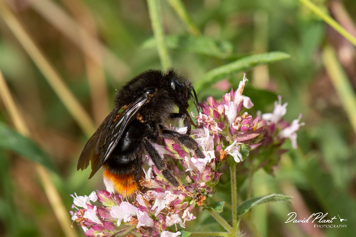 David Plant Photography - Wildlife Photography - Red-tailed cuckoo bee, Bombus rupestris - C.jpg - Red-tailed cuckoo bee, Bombus rupestris - Cotswolds