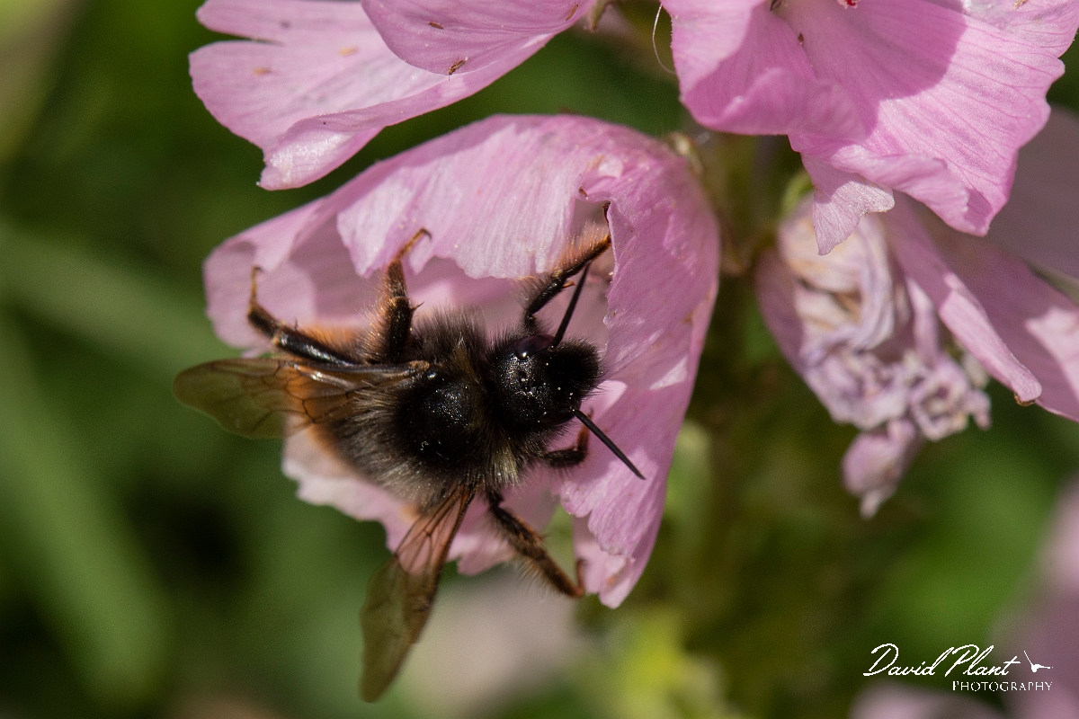 David Plant Photography - Wildlife Photography - Red-tailed cuckoo bee, Bombus rupestris - D.jpg - Red-tailed cuckoo bee, Bombus rupestris - Cotswolds