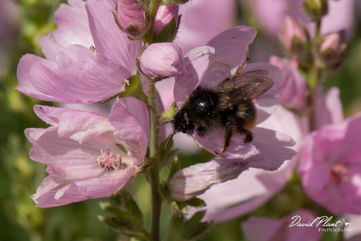 David Plant Photography - Wildlife Photography - Red-tailed cuckoo bee, Bombus rupestris - E.jpg - Red-tailed cuckoo bee, Bombus rupestris - Cotswolds