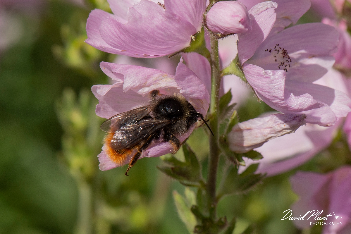 David Plant Photography - Wildlife Photography - Red-tailed cuckoo bee, Bombus rupestris - G.jpg - Red-tailed cuckoo bee, Bombus rupestris - Cotswolds