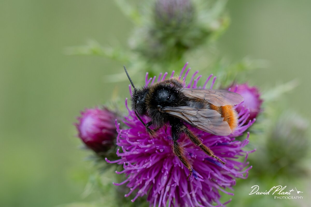 David Plant Photography - Wildlife Photography - Red-tailed cuckoo bee, Bombus rupestris - H.jpg - Red-tailed cuckoo bee - Bombus rupestris - Gloucestershire