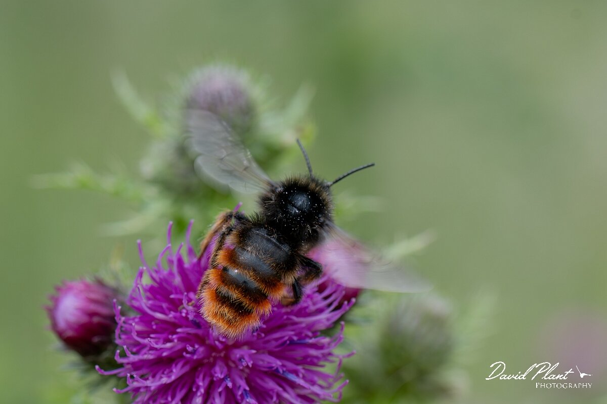 David Plant Photography - Wildlife Photography - Red-tailed cuckoo bee, Bombus rupestris - J.jpg - Red-tailed cuckoo bee - Bombus rupestris - Gloucestershire