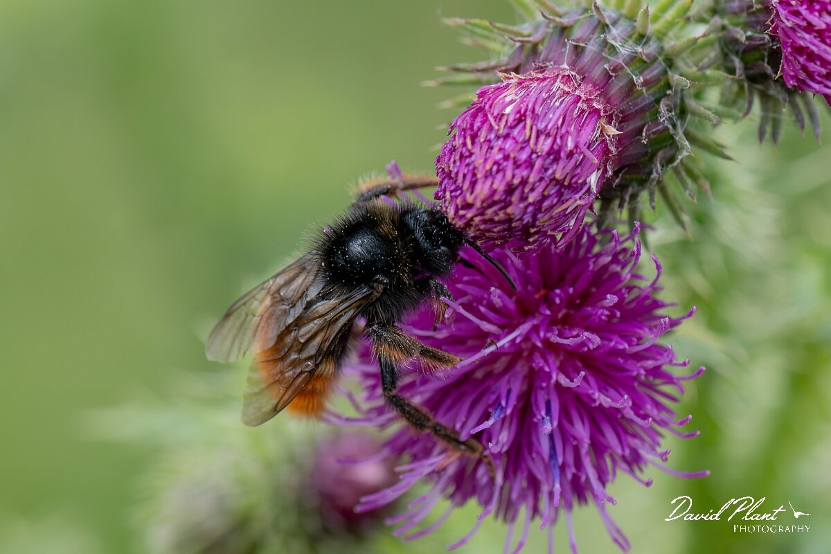 David Plant Photography - Wildlife Photography - Red-tailed cuckoo bee, Bombus rupestris - K.jpg - Red-tailed cuckoo bee - Bombus rupestris - Gloucestershire