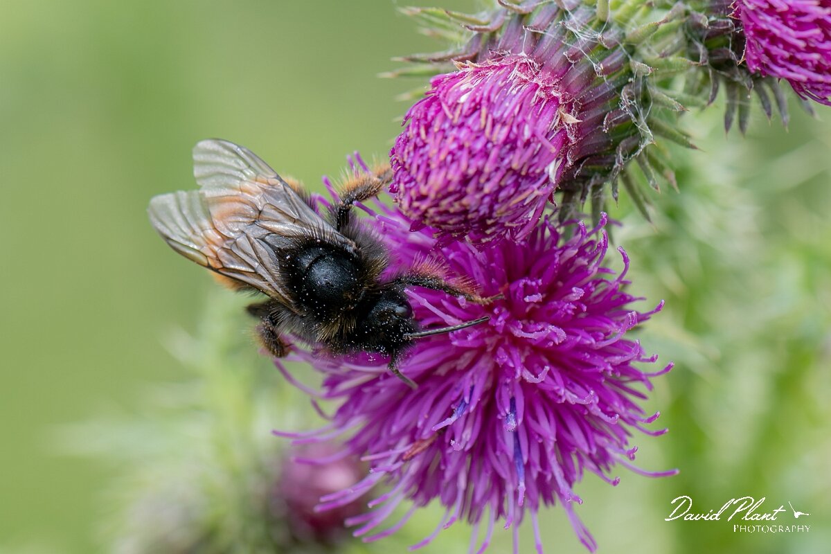 David Plant Photography - Wildlife Photography - Red-tailed cuckoo bee, Bombus rupestris - L.jpg - Red-tailed cuckoo bee - Bombus rupestris - Gloucestershire