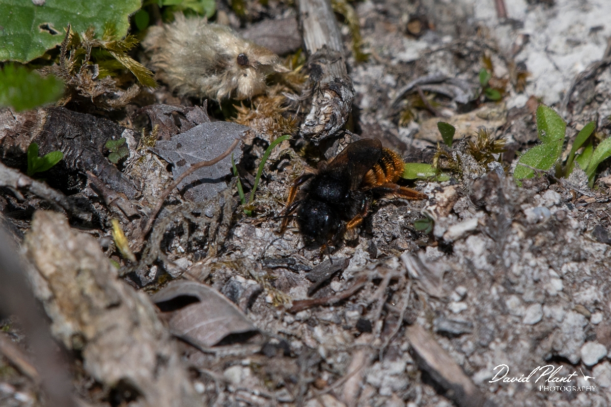 David Plant Photography - Wildlife Photography - Red-tailed mason-bee, Osmia bicolor - A.jpg - Red-tailed mason-bee, Osmia bicolor - Bedfordshire