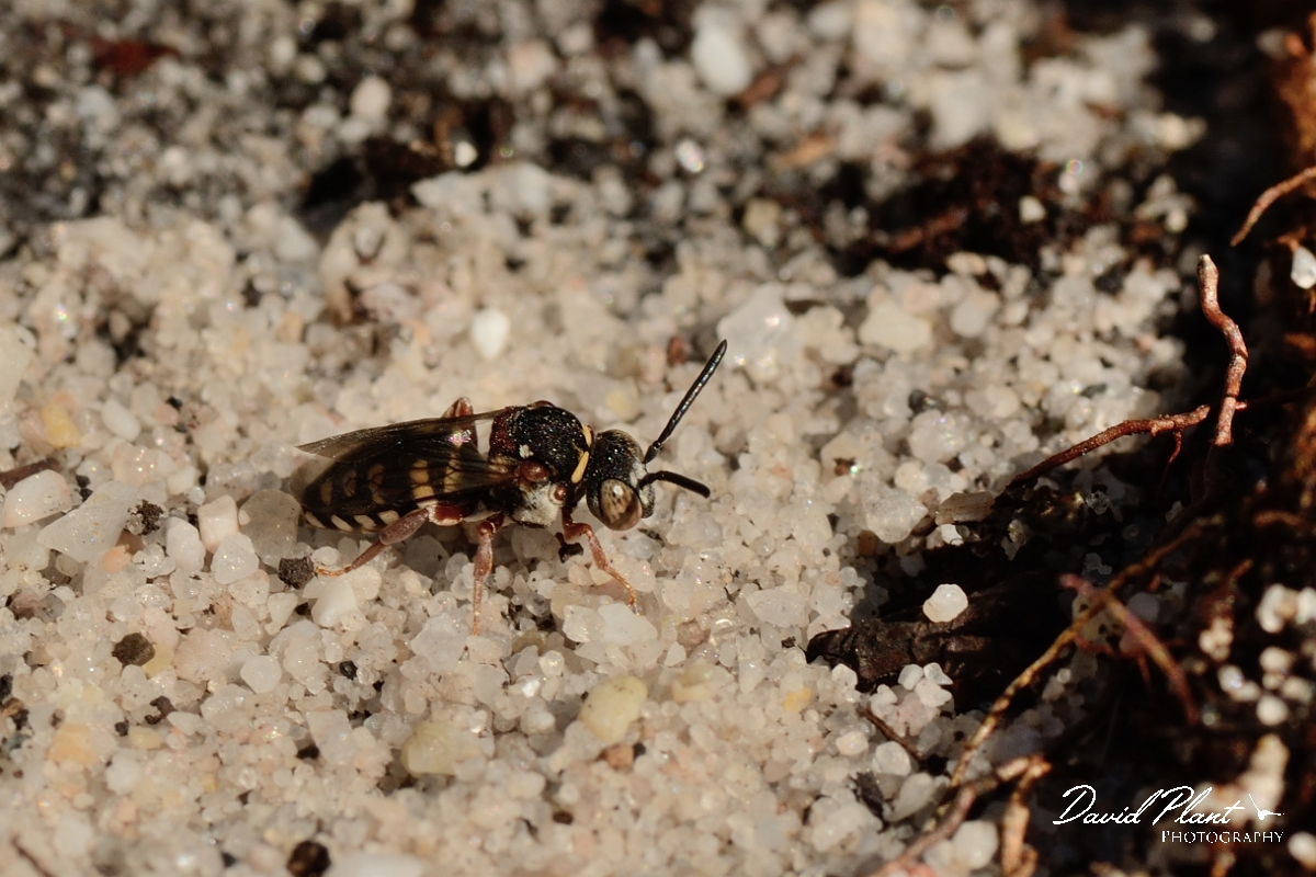 David Plant Photography - Wildlife Photography - Red-thighed epeolus, Epeolus cruciger - A.jpg - Red-thighed  cellophane-cuckoo bee, Epeolus cruciger- Dorset