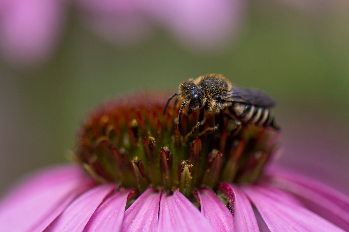 David Plant Photography - Wildlife Photography - Shiny-vented sharp-tail bee, Coelioxys inermis - B.JPG - Shiny-vented sharp-tail bee, Coelioxys inermis - Cotswolds