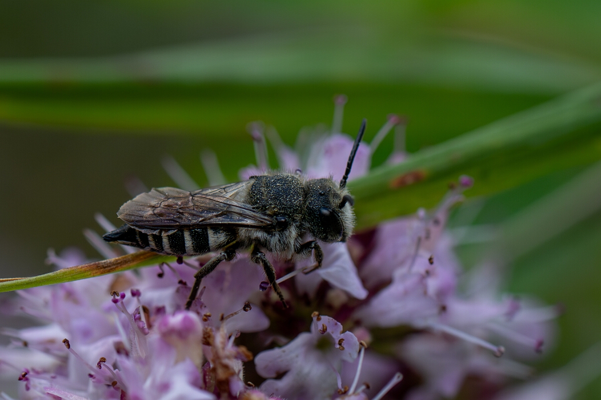 David Plant Photography - Wildlife Photography - Shiny-vented sharp-tail bee, Coelioxys inermis - G.jpg - Shiny-vented sharp-tail bee, Coelioxys inermis - Cotswolds