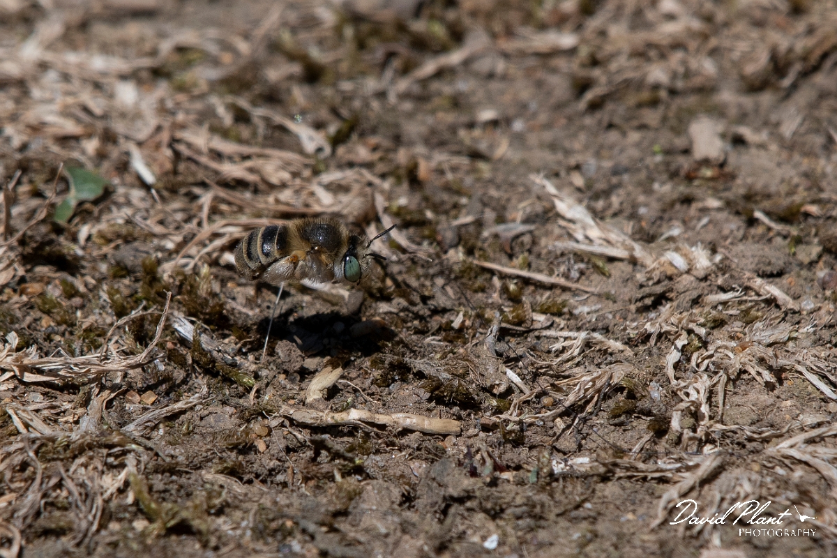 David Plant Photography - Wildlife Photography - Silvery leafcutter bee, Megachile leachella - A.jpg - Silvery leafcutter bee, Megachile leachella, male - Kent