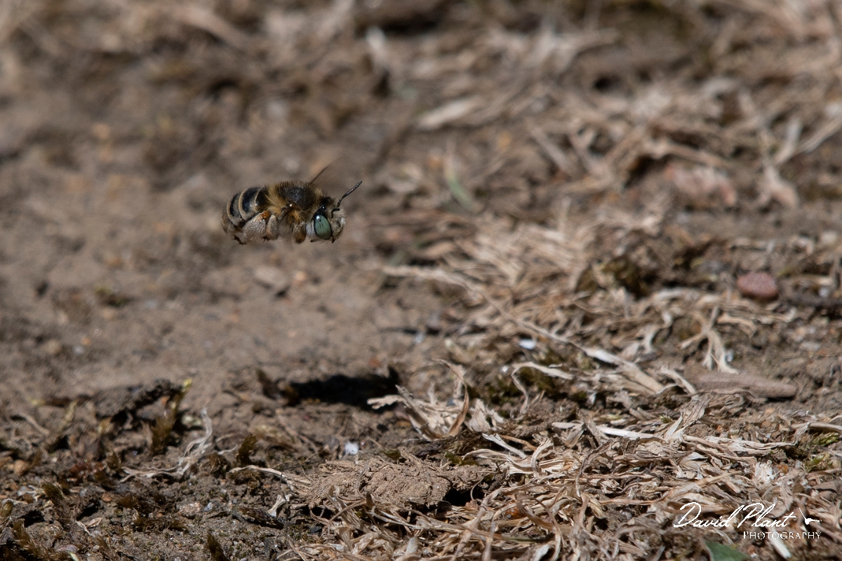 David Plant Photography - Wildlife Photography - Silvery leafcutter bee, Megachile leachella - B.jpg - Silvery leafcutter bee, Megachile leachella, male - Kent
