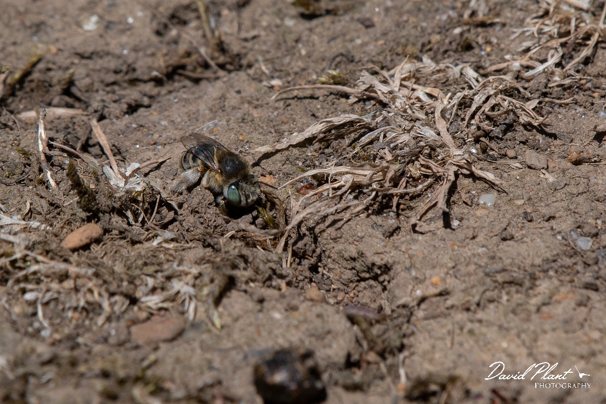 David Plant Photography - Wildlife Photography - Silvery leafcutter bee, Megachile leachella - C.jpg - Silvery leafcutter bee, Megachile leachella, male - Kent