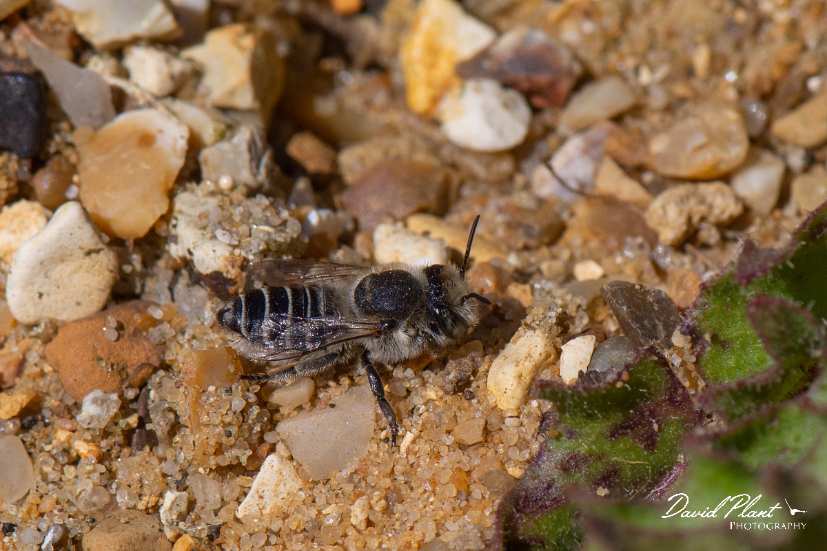 David Plant Photography - Wildlife Photography - Silvery leafcutter bee, Megachile leachella - G.jpg - Silvery leafcutter bee, Megachile leachella, female - Kent