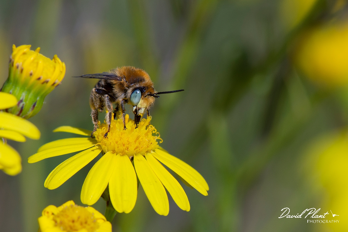David Plant Photography - Wildlife Photography - Silvery leafcutter bee, Megachile leachella - I.jpg - Silvery leafcutter bee, Megachile leachella, male - Kent