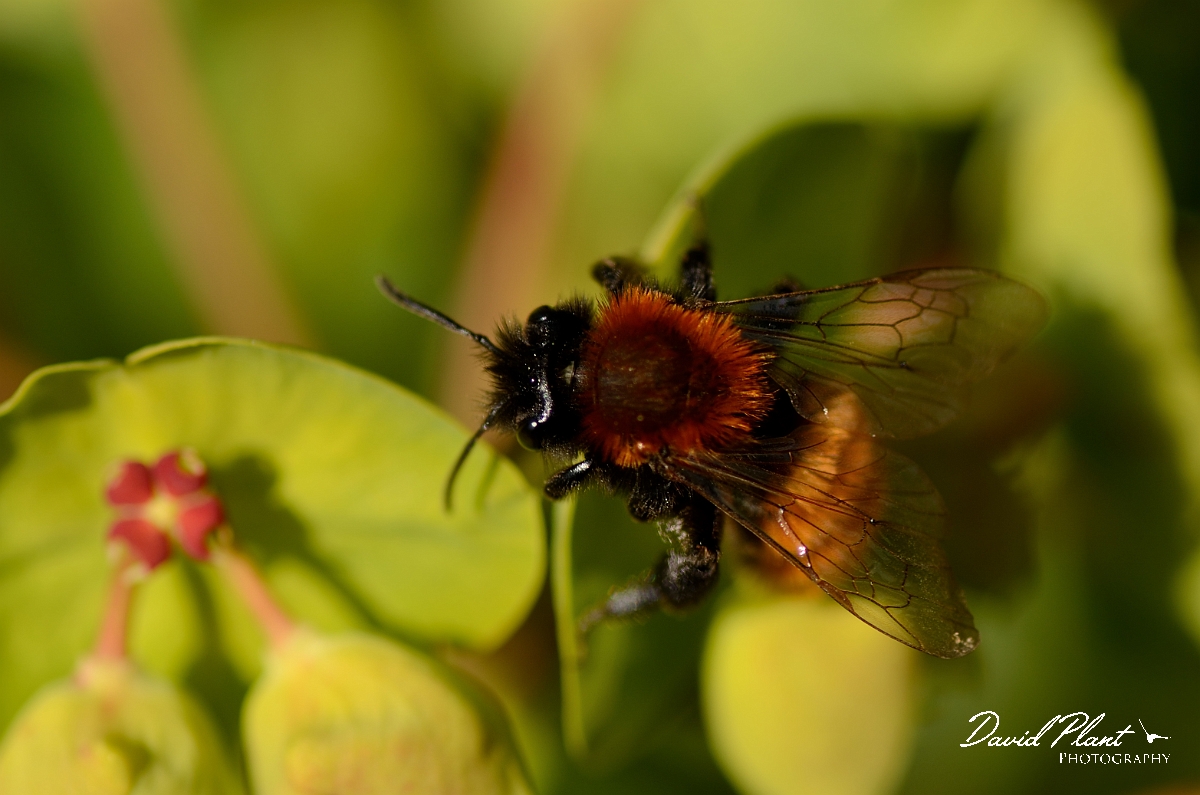 David Plant Photography - Wildlife Photography - Tawny mining bee, Andrena fulva - B.jpg - Tawny mining bee - Andrena fulva - Cotswolds