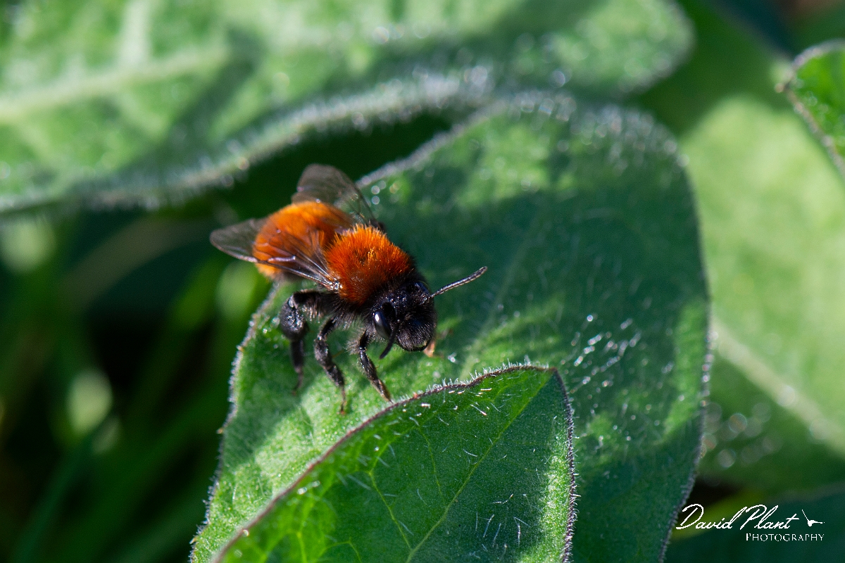 David Plant Photography - Wildlife Photography - Tawny mining bee, Andrena fulva - C.jpg - Tawny mining-bee, Andrena fulva - Cotswolds