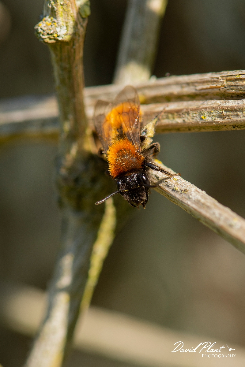 David Plant Photography - Wildlife Photography - Tawny mining bee, Andrena fulva - E.jpg - Tawny mining-bee, Andrena fulva - Cotswolds