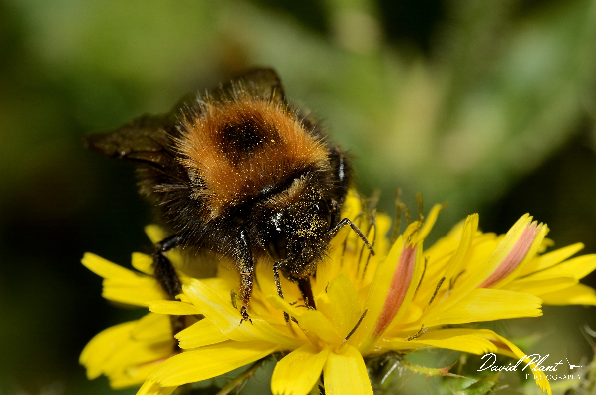David Plant Photography - Wildlife Photography - Tree bumblebee, Bombus hypnorum - A.jpg - Tree bumblebee, Bombus hypnorum - Essex