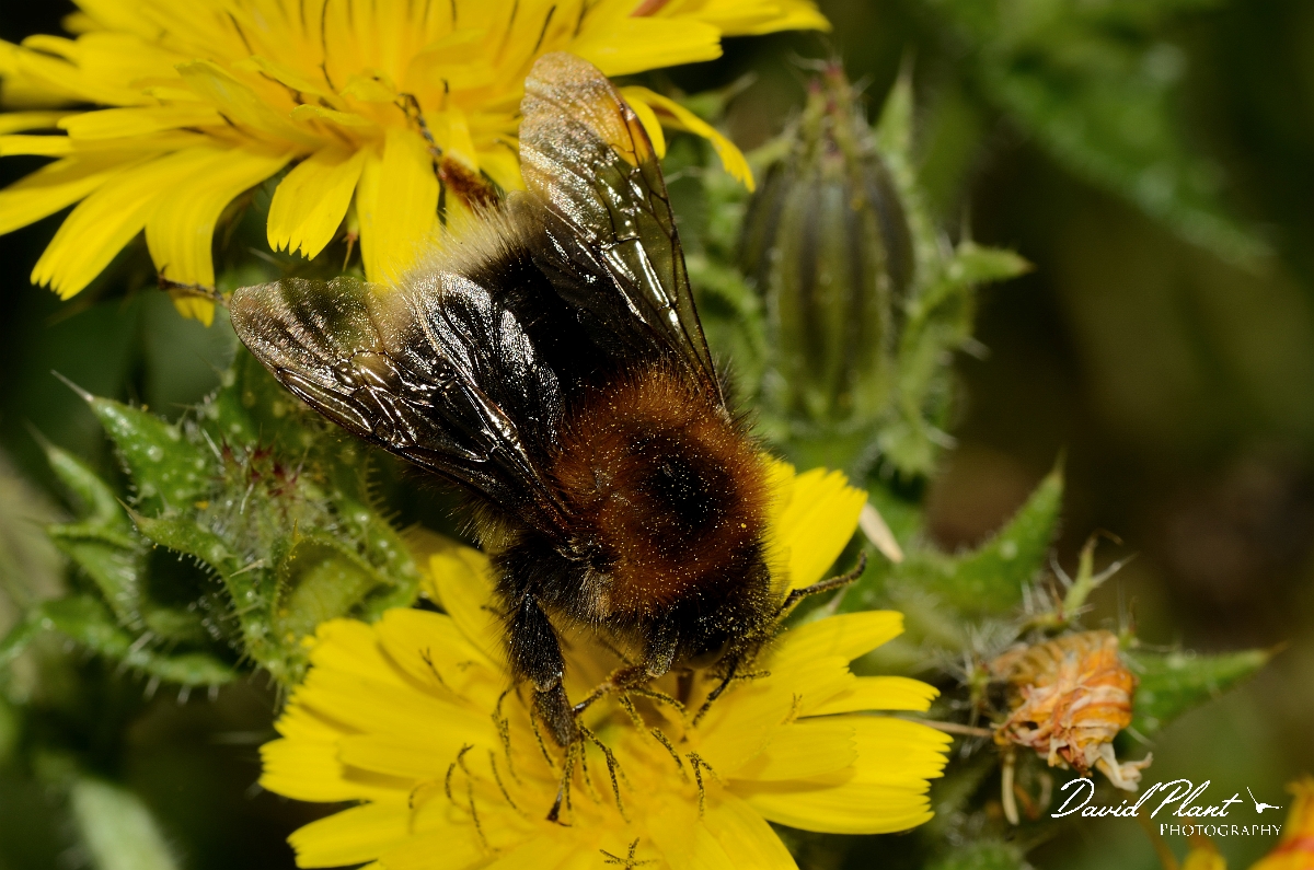 David Plant Photography - Wildlife Photography - Tree bumblebee, Bombus hypnorum - B.jpg - Tree bumblebee, Bombus hypnorum - Essex